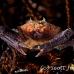 crab_elbow_jj_kb_h_0020_png0088.jpg